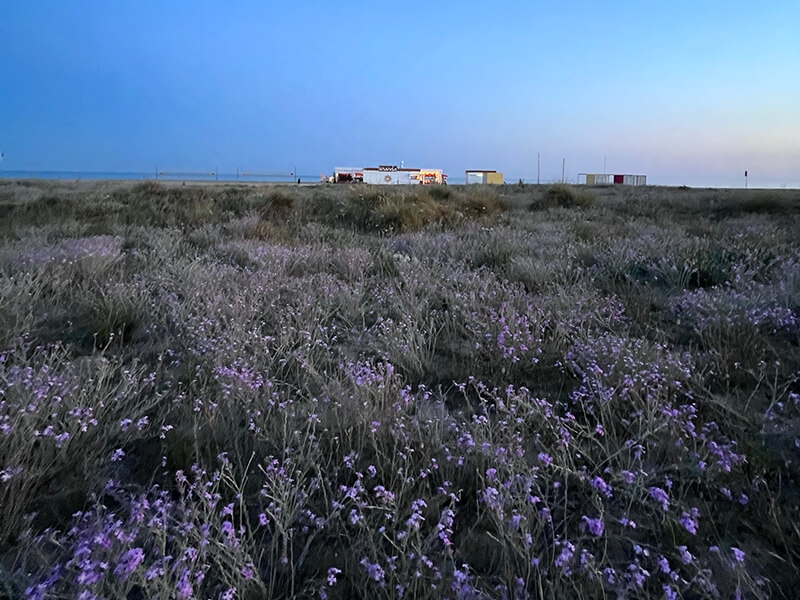 L'Associaci de Vens de la Pineda de Castelldefels collabora amb Botnica: observem les espcies de la vegetaci dunar a Castelldefels